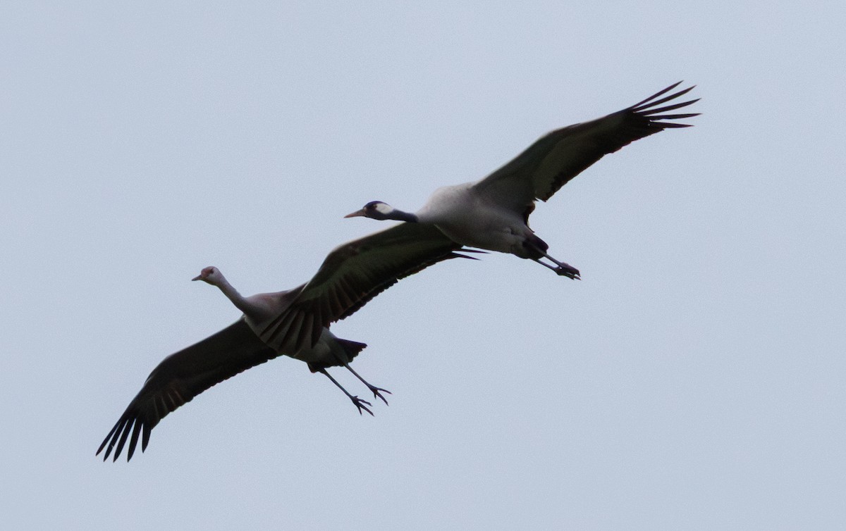 Common Crane - ML646505268