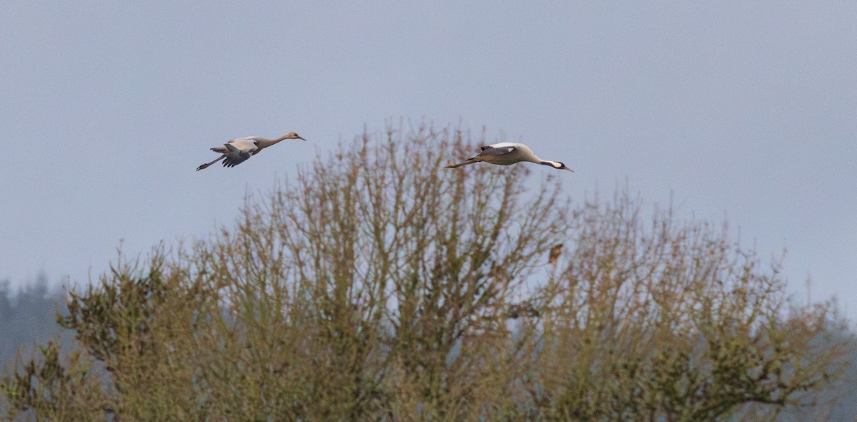 Common Crane - ML646505269