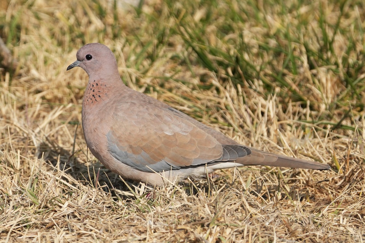 Laughing Dove - ML646505271