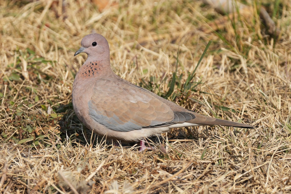 Laughing Dove - ML646505272