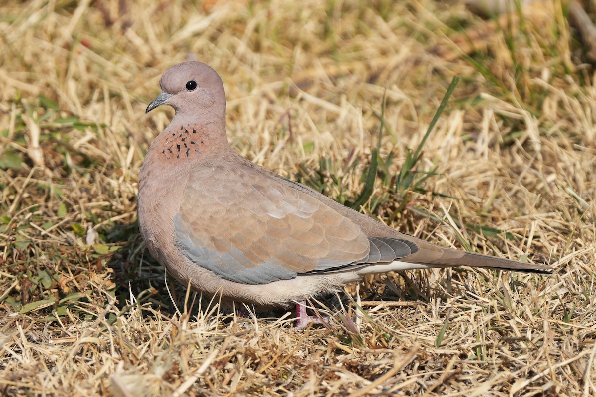 Laughing Dove - ML646505273