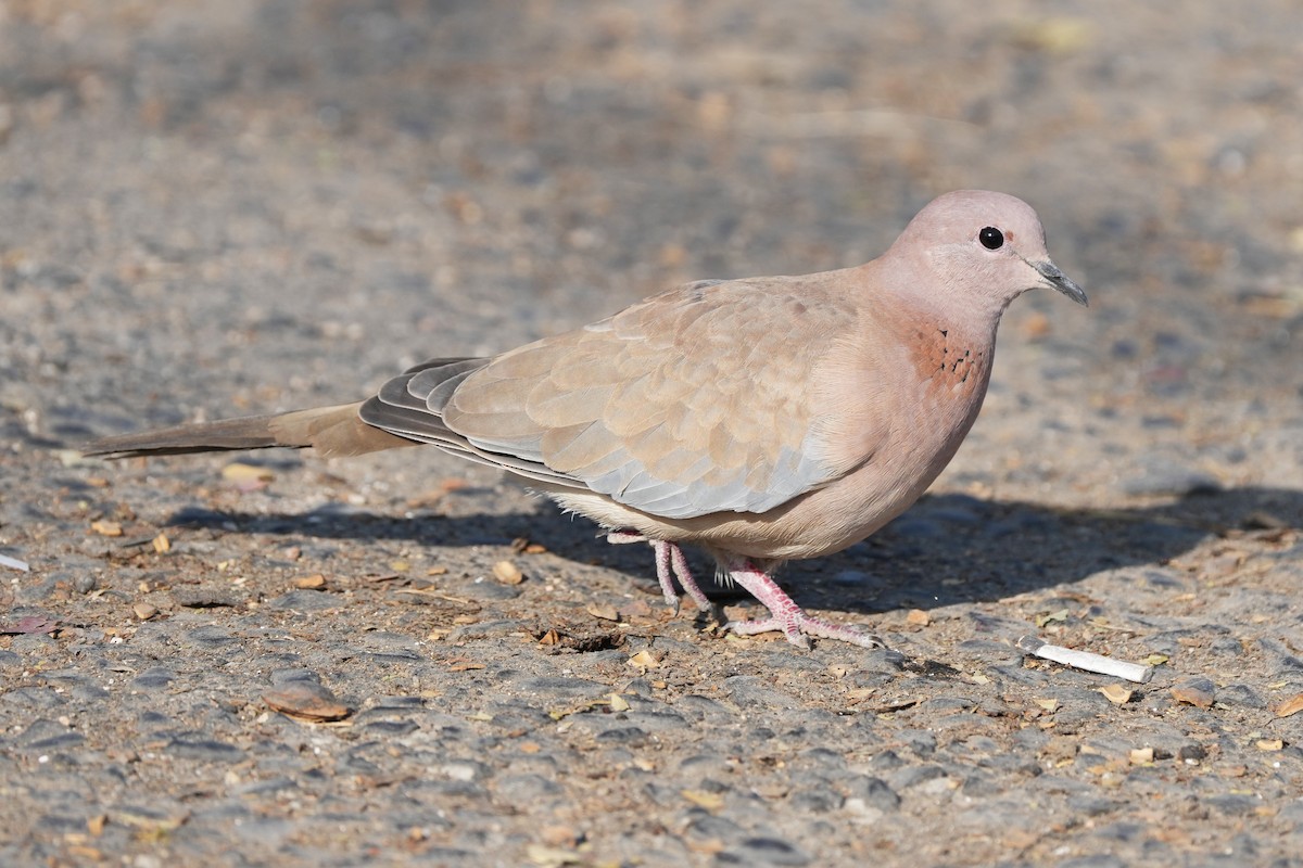 Laughing Dove - ML646505275