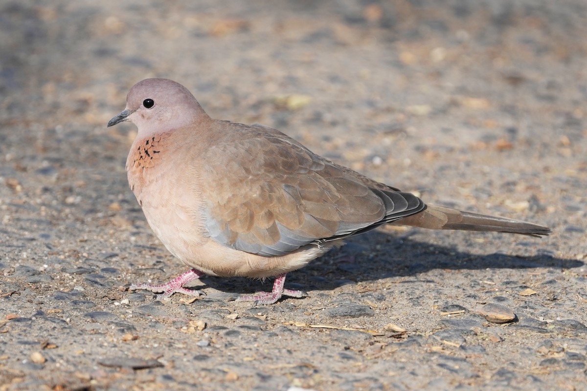 Laughing Dove - ML646505276
