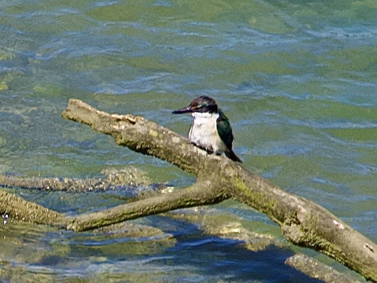 Sacred Kingfisher (New Zealand) - ML646505277