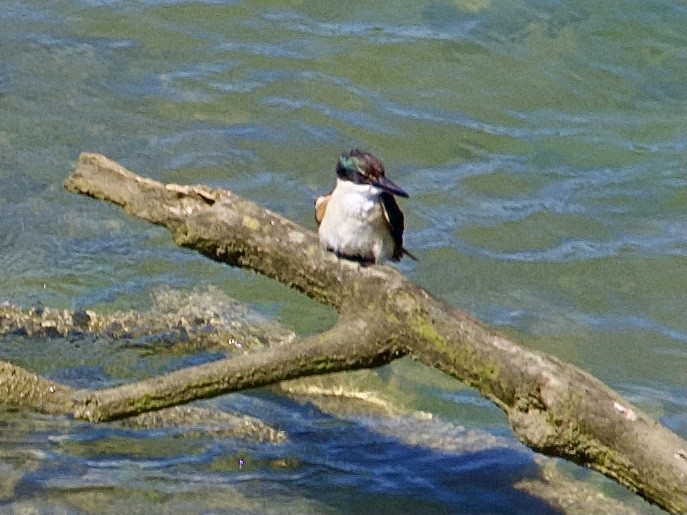 Sacred Kingfisher (New Zealand) - ML646505278