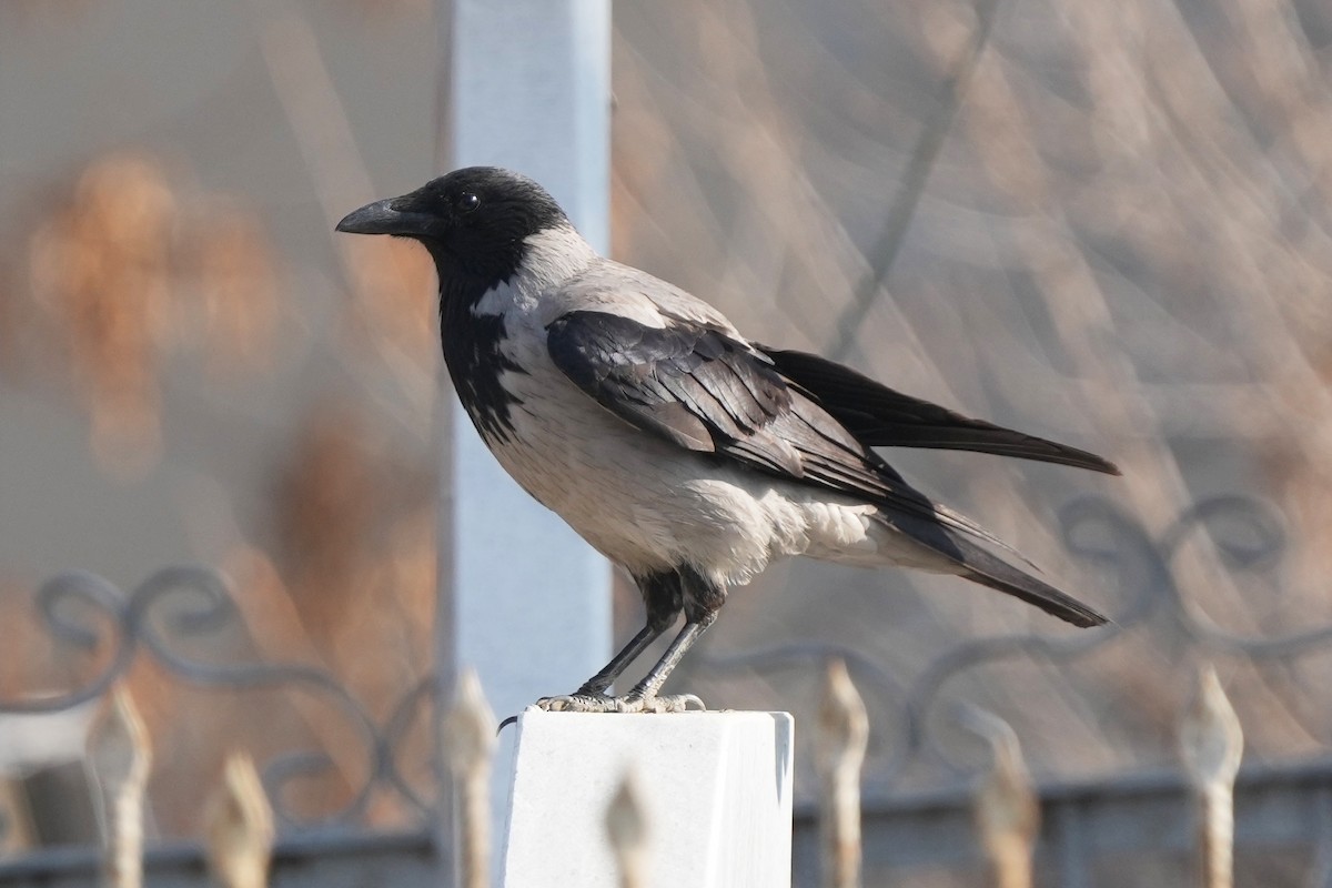 Hooded Crow - ML646505279