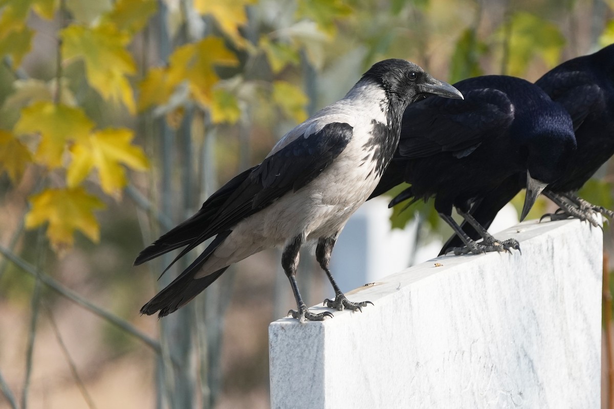 Hooded Crow - ML646505280
