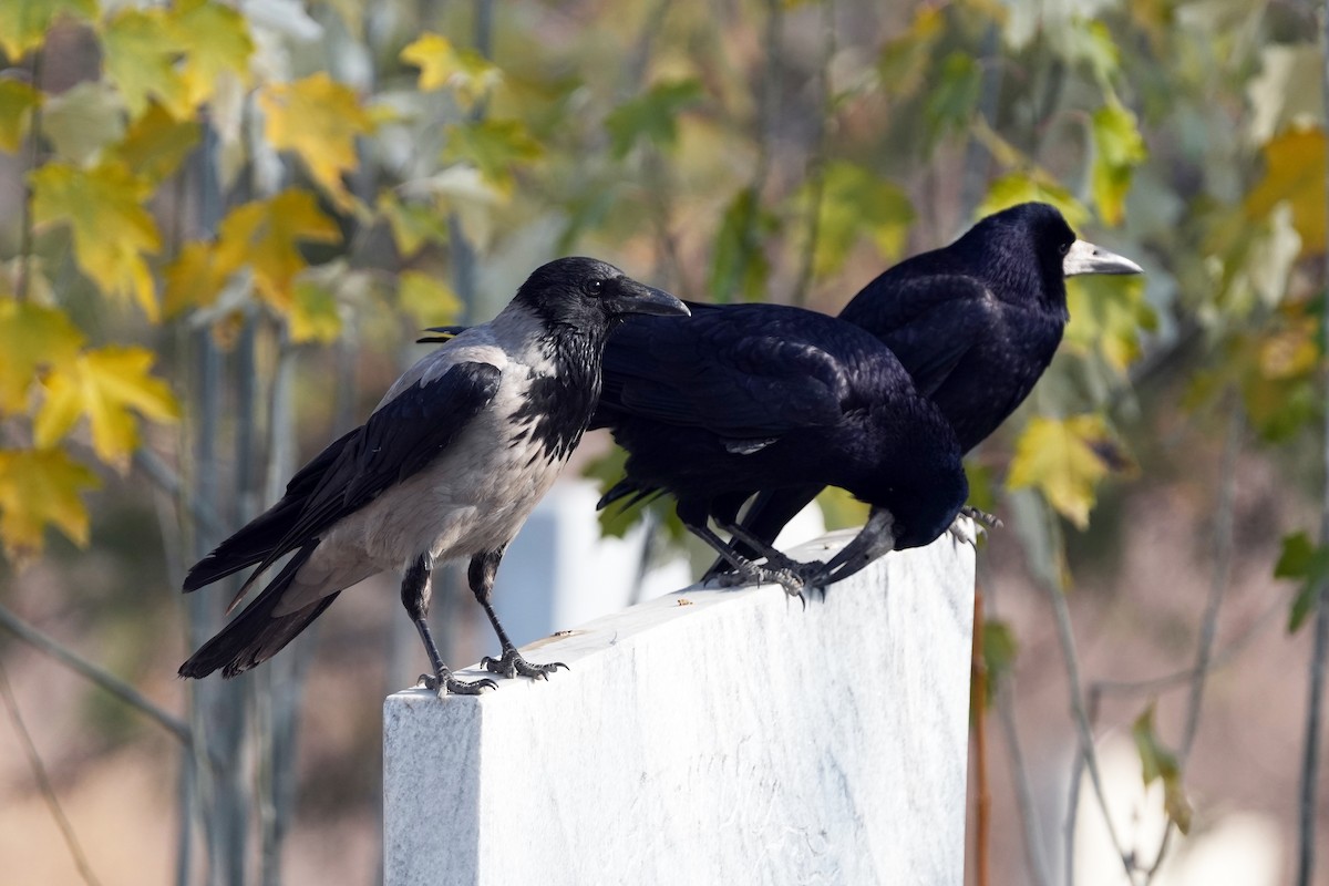 Hooded Crow - ML646505281