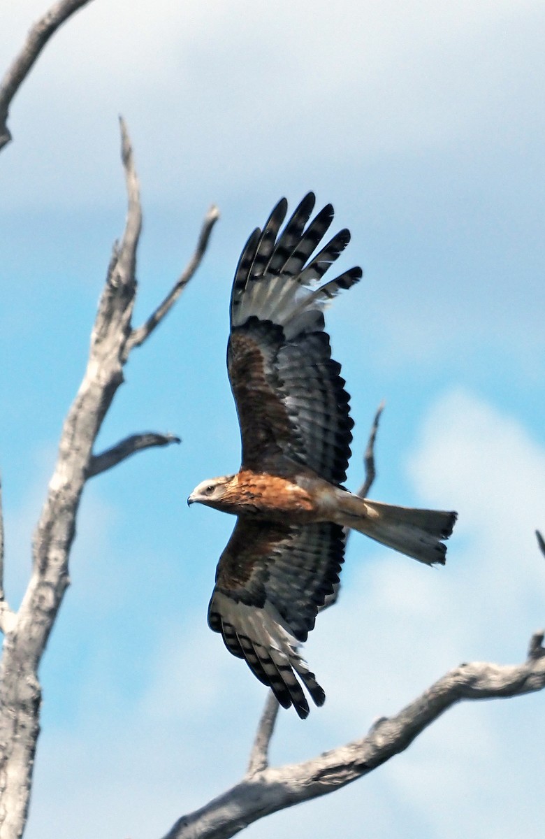 Square-tailed Kite - ML646505282