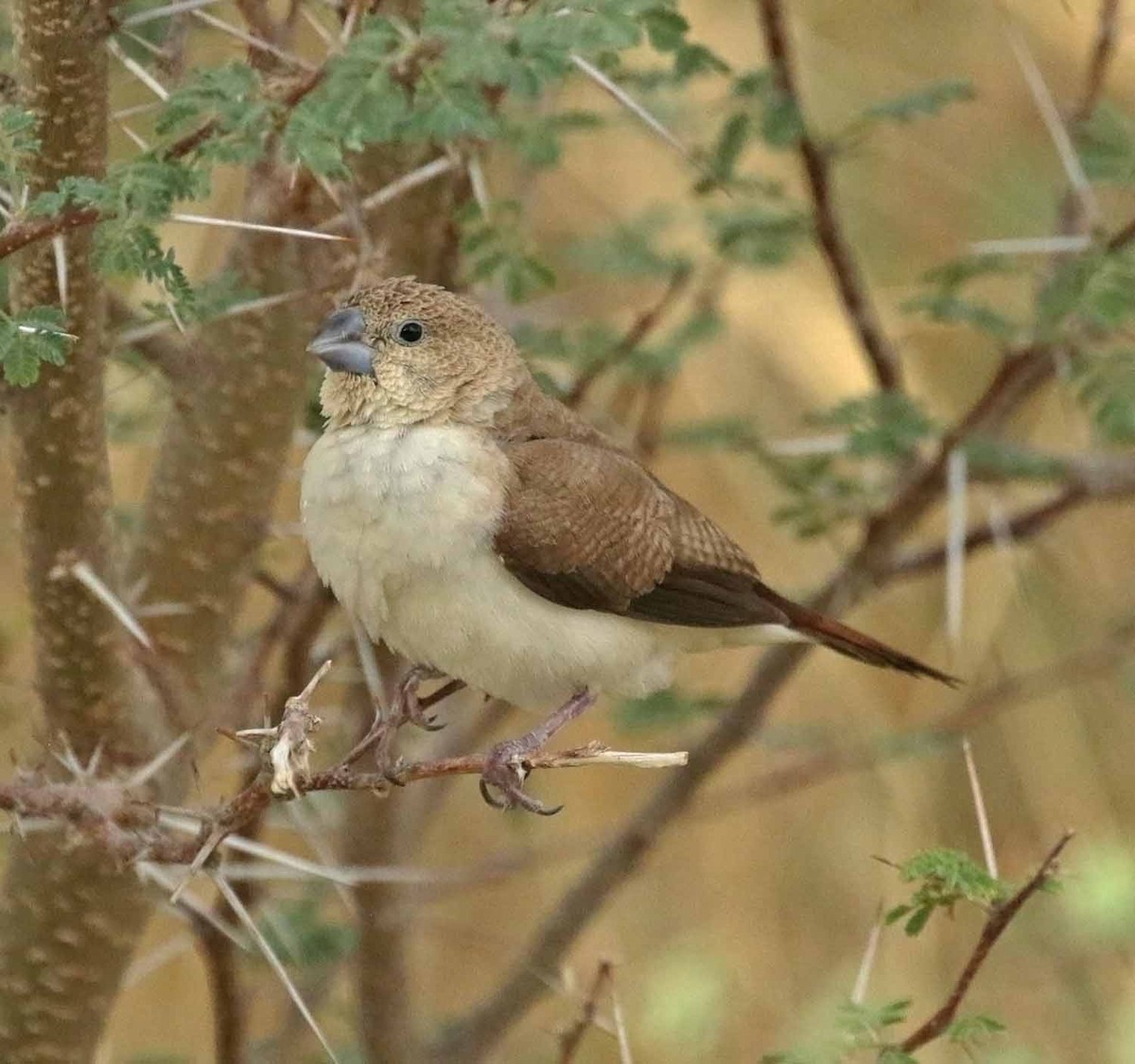 כסוף-מקור אפריקני - ML646505285