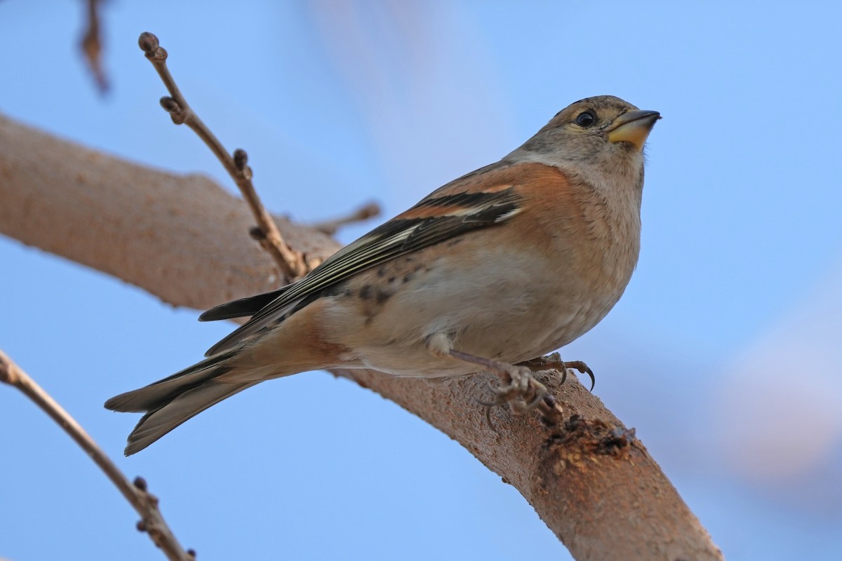 Brambling - ML646505291