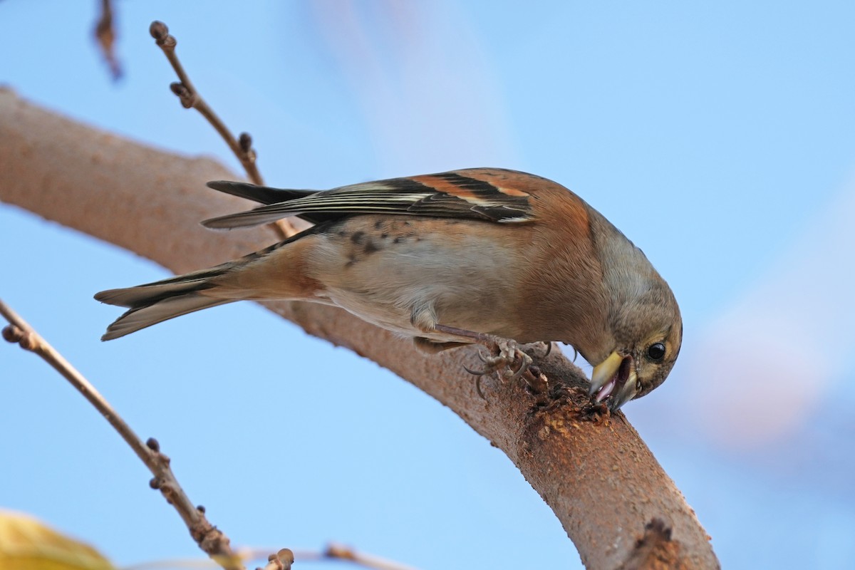 Brambling - ML646505293