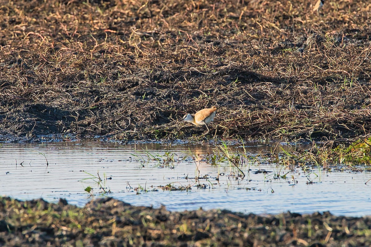 African Jacana - ML646505295
