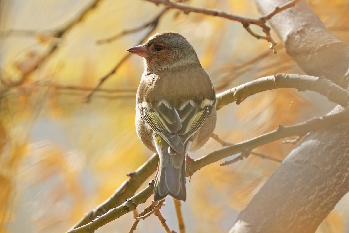 Common Chaffinch - ML646505297