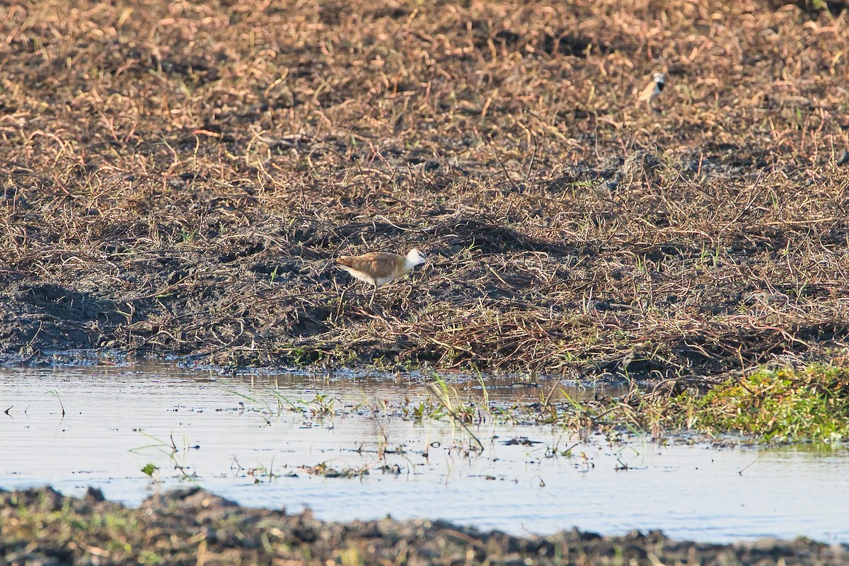 African Jacana - ML646505298