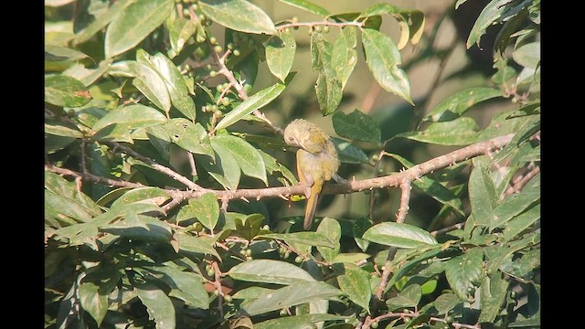 Olive Sunbird - ML646505300