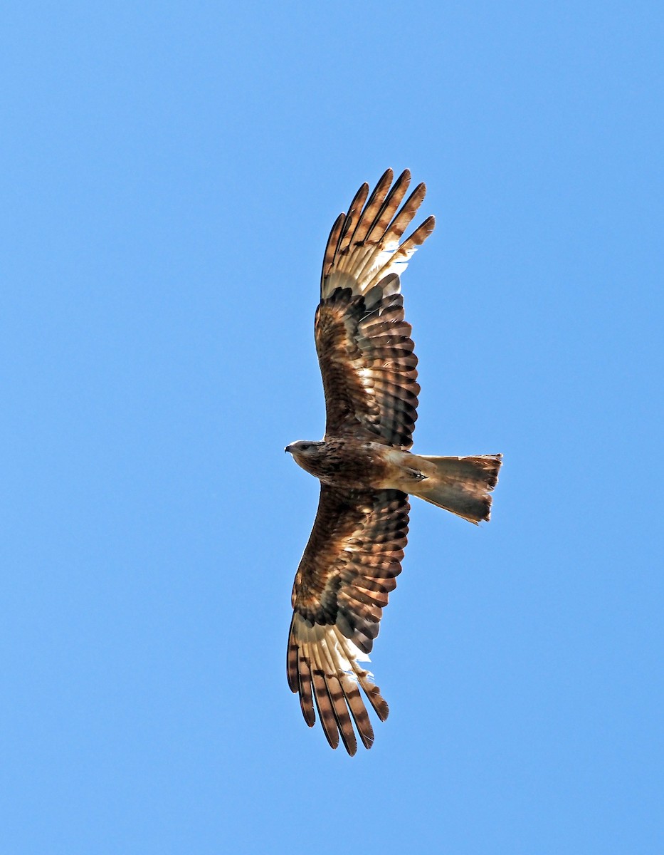 Square-tailed Kite - ML646505301