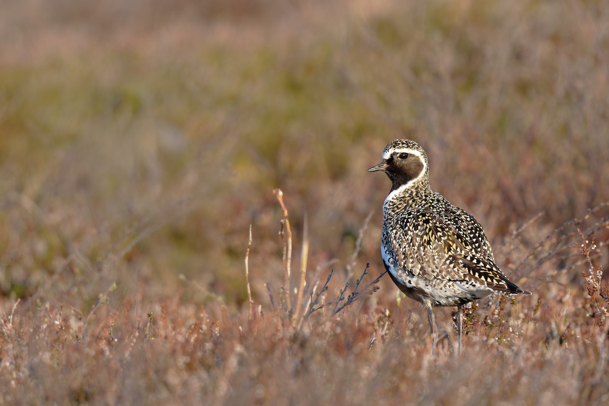 European Golden-Plover - ML646505303