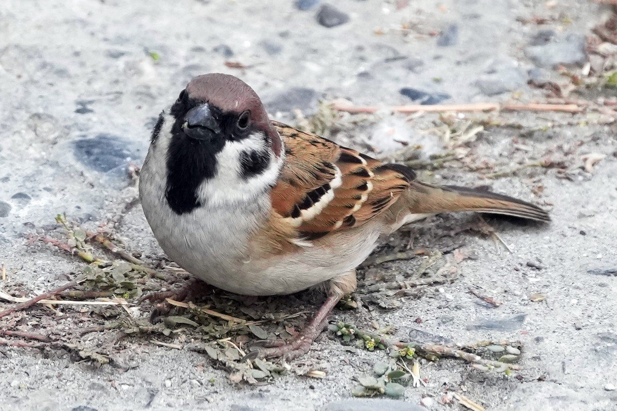 Eurasian Tree Sparrow - ML646505305