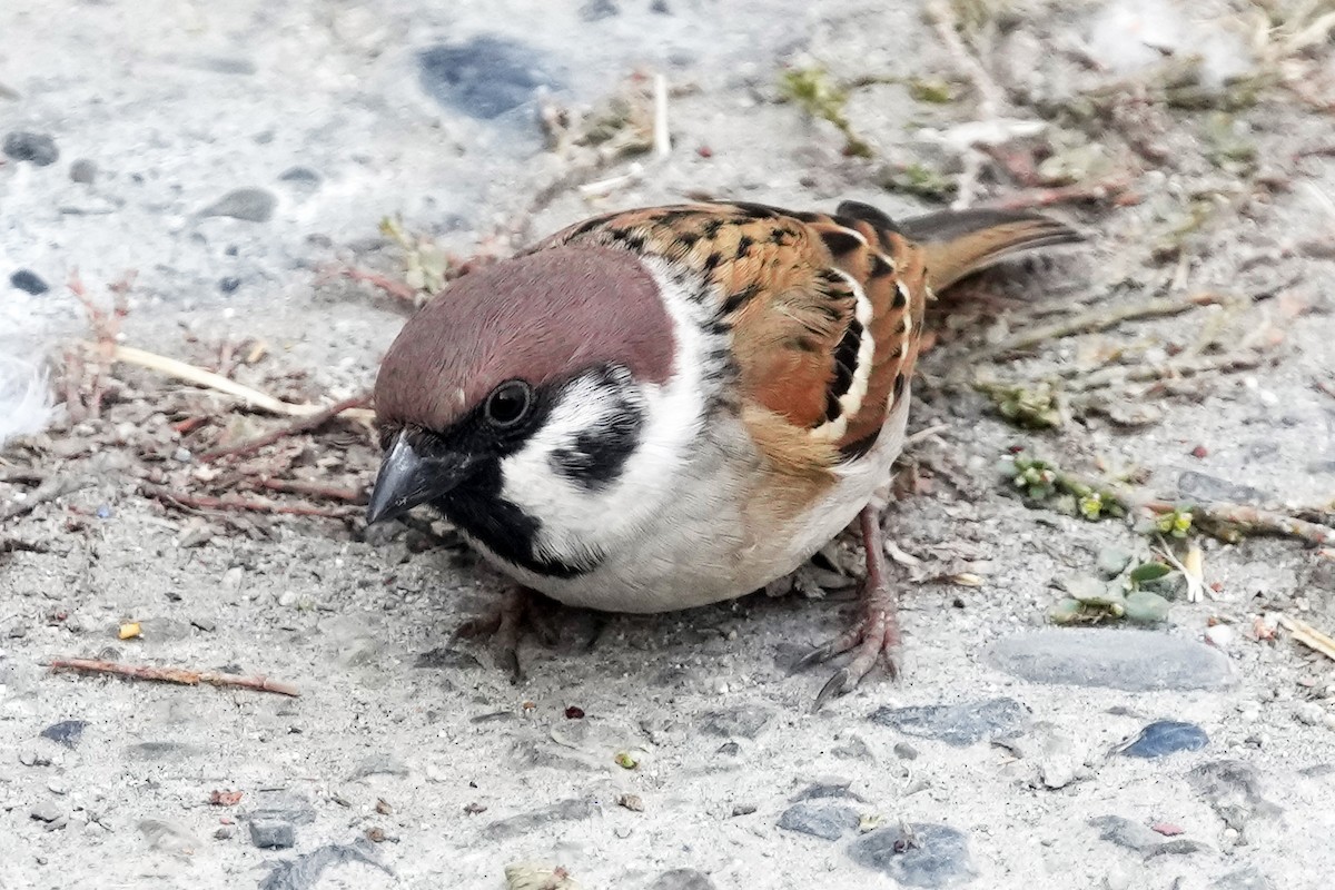 Eurasian Tree Sparrow - ML646505306