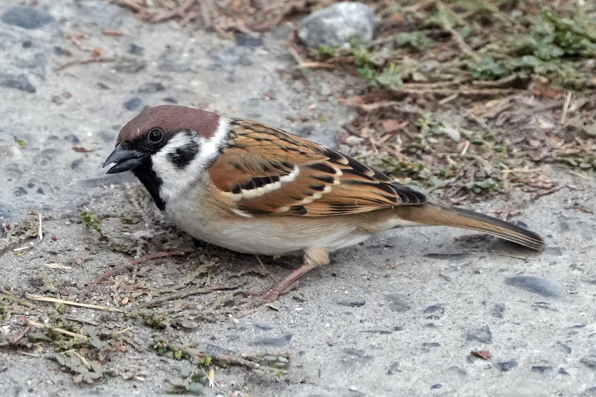 Eurasian Tree Sparrow - ML646505307