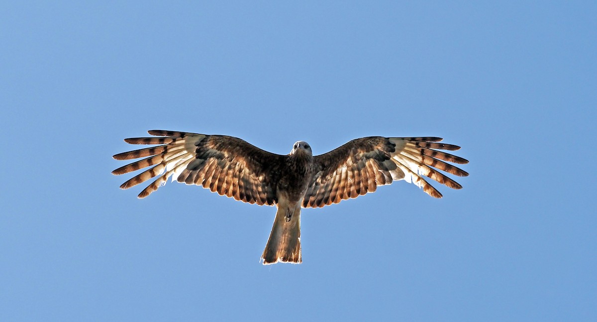 Square-tailed Kite - ML646505308
