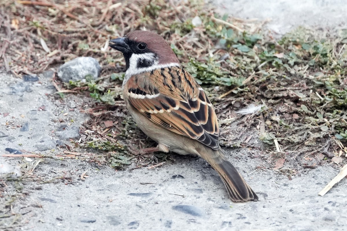 Eurasian Tree Sparrow - ML646505309