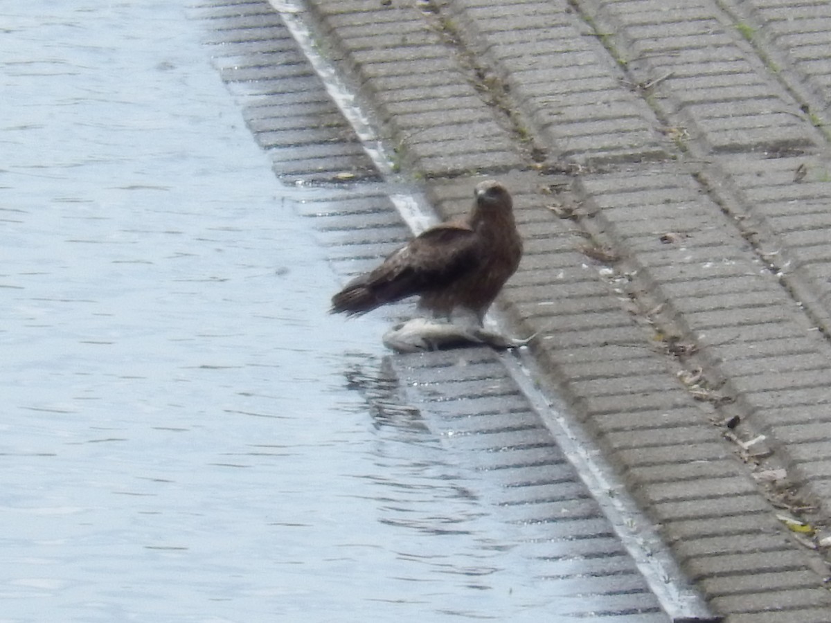 Black Kite - ML646505310