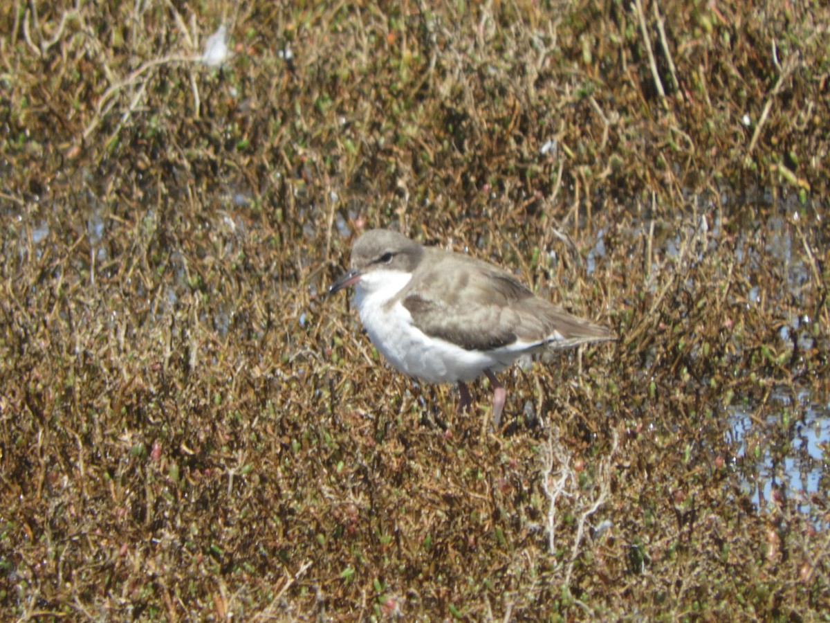Red-kneed Dotterel - ML646505311