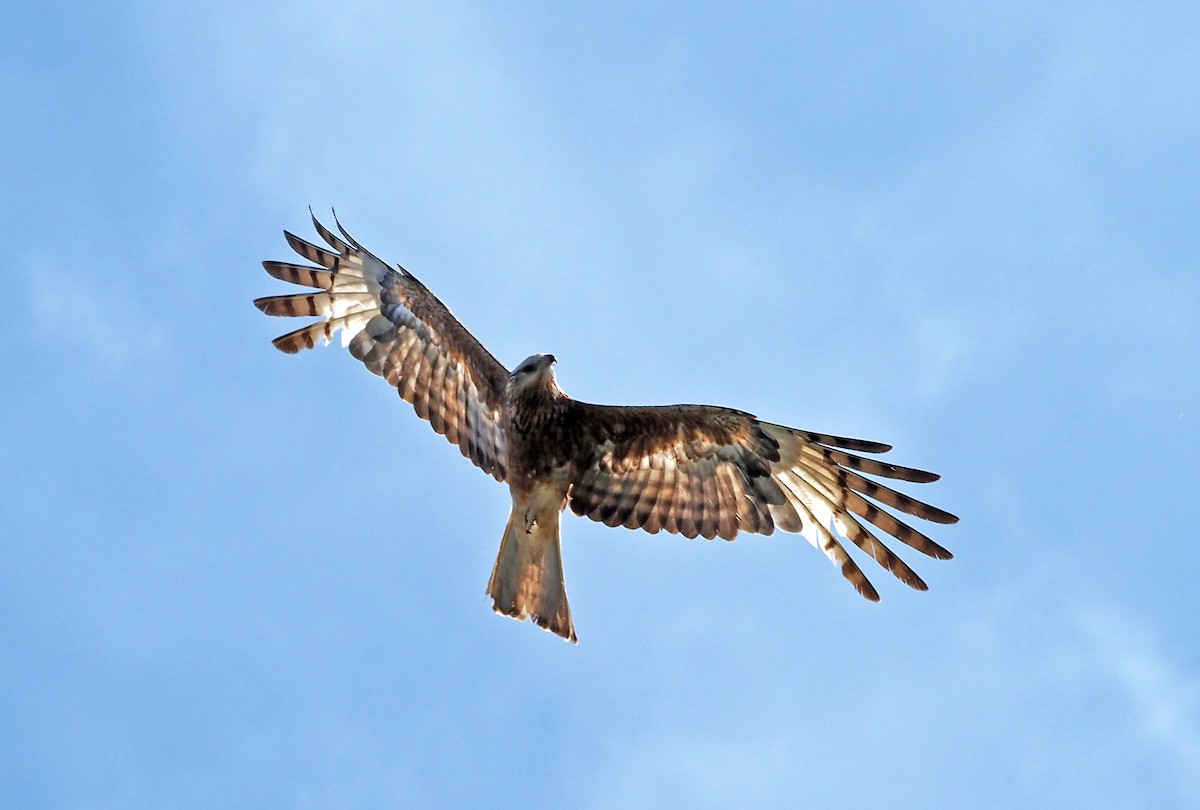 Square-tailed Kite - ML646505312