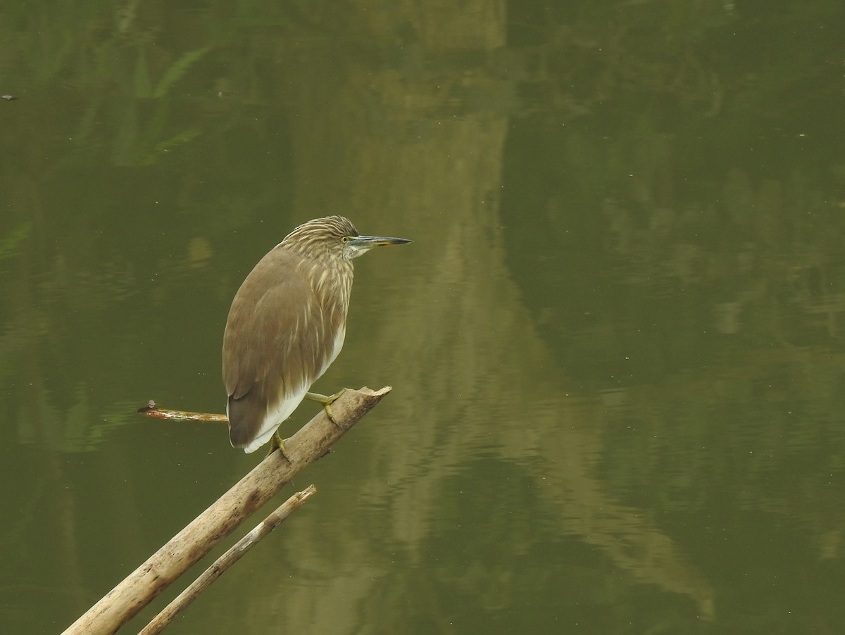 Indian Pond-Heron - ML646505313