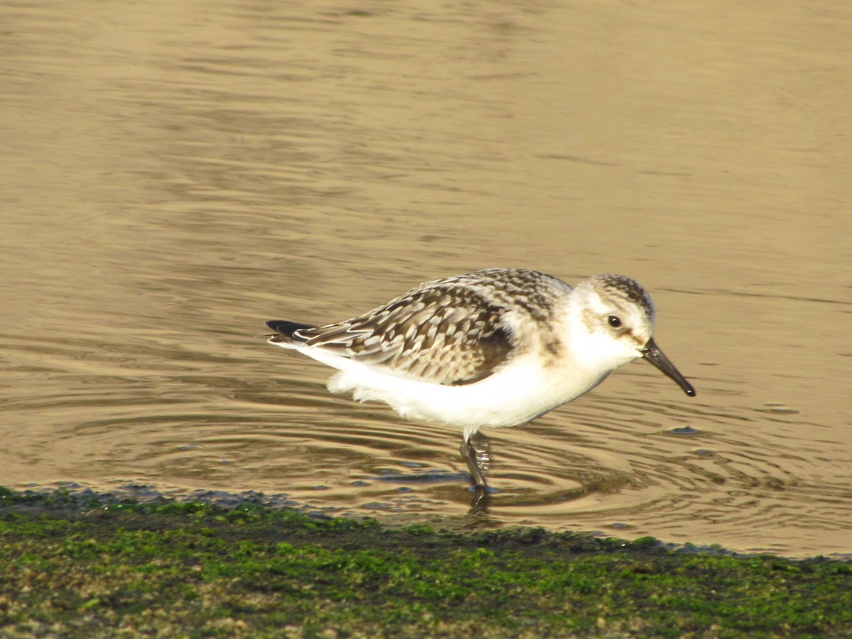 Sanderling - ML646505314