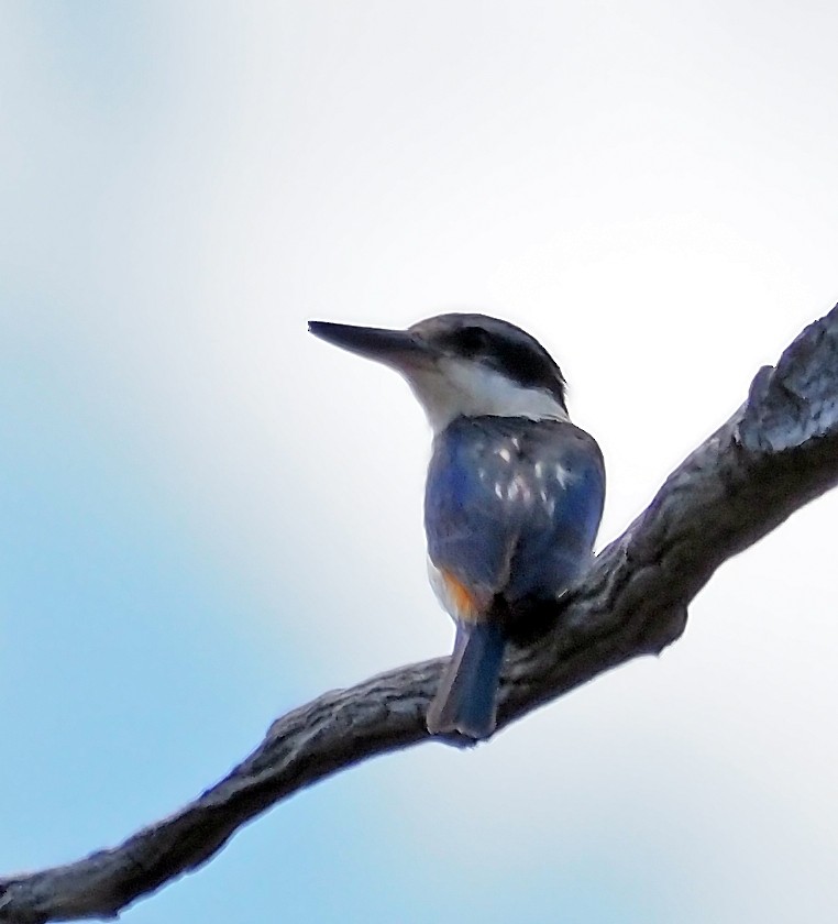 Red-backed Kingfisher - ML646505315