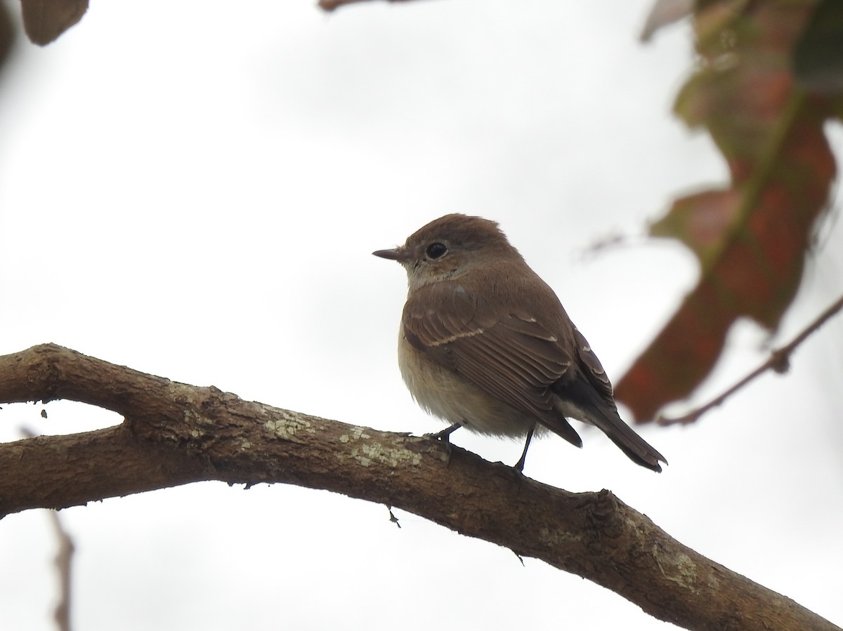 Taiga Flycatcher - ML646505316