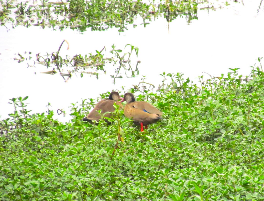 Brazilian Teal - ML646505317