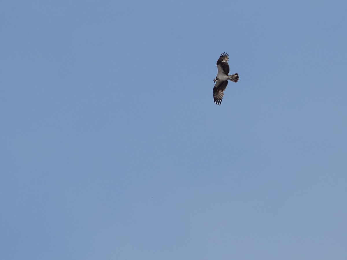 Osprey - ML646505319