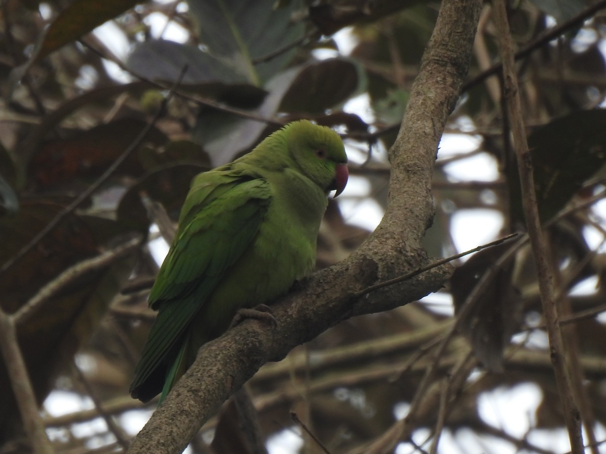 Alexandrine Parakeet - ML646505320