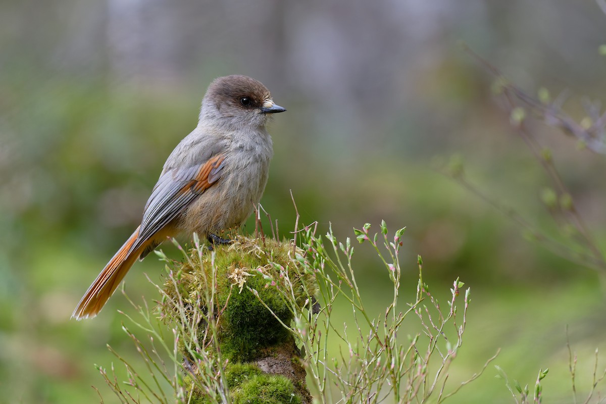 Siberian Jay - ML646505321