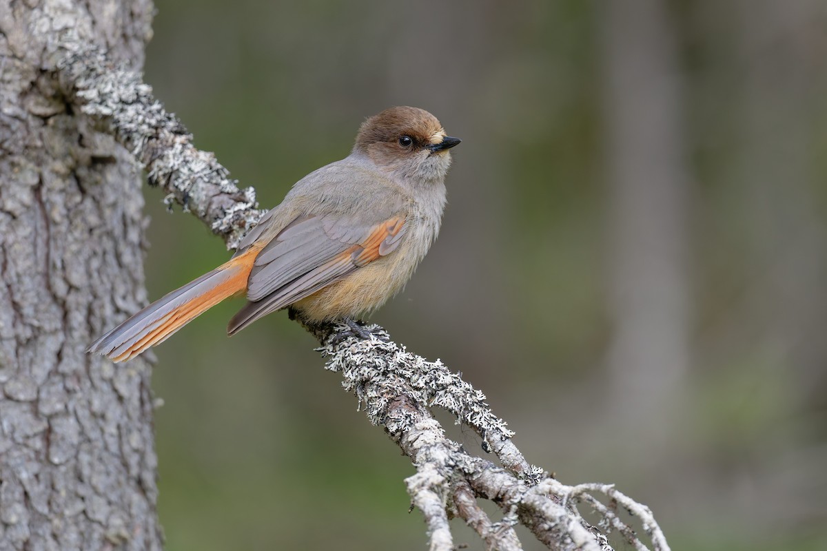 Siberian Jay - ML646505322