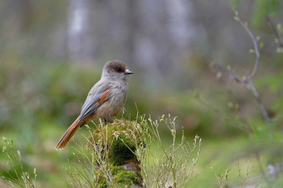 Siberian Jay - ML646505323