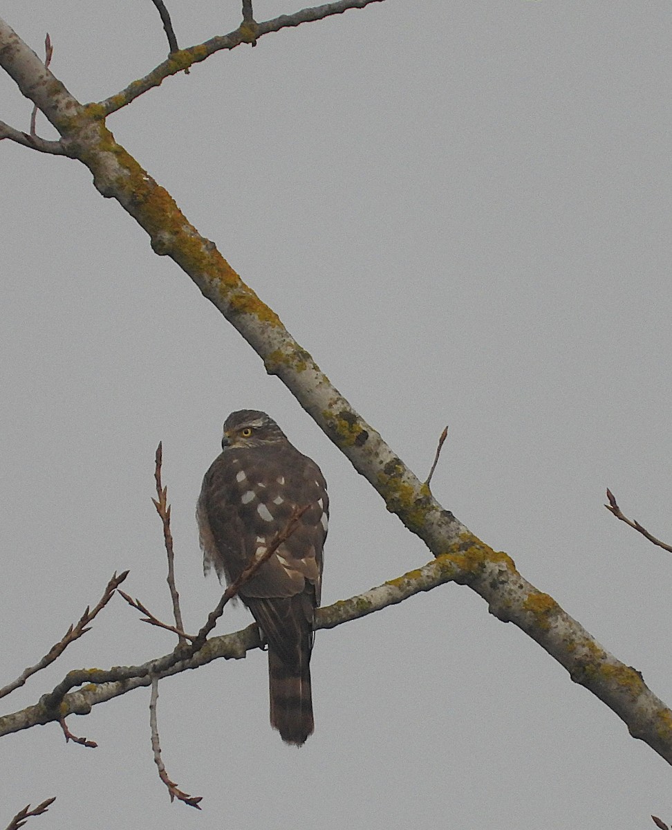 Eurasian Sparrowhawk - ML646505324
