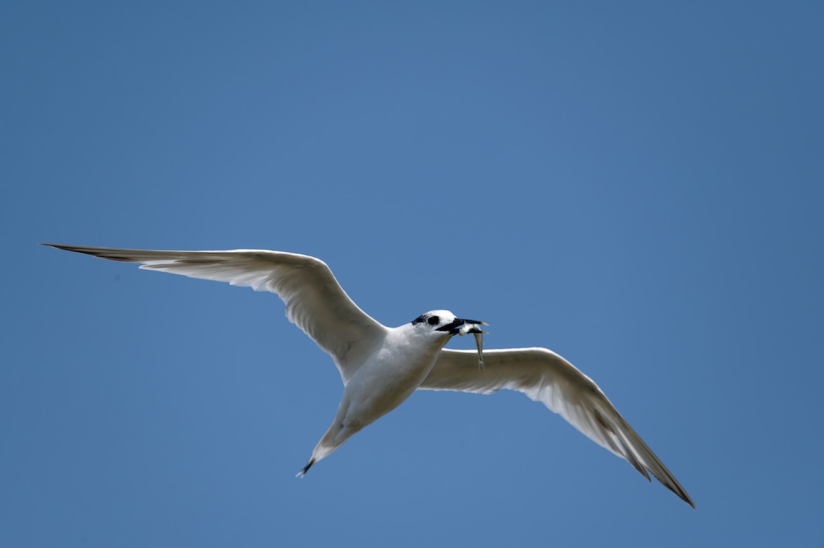 サンドイッチアジサシ - ML646505325