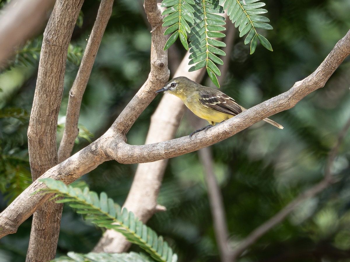 キバラマメタイランチョウ - ML646505326