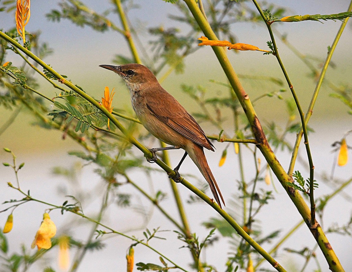 チュウヨシキリ - ML646505328