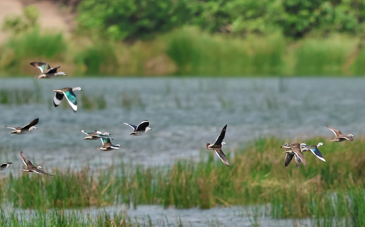 ナンキンオシ - ML646505329