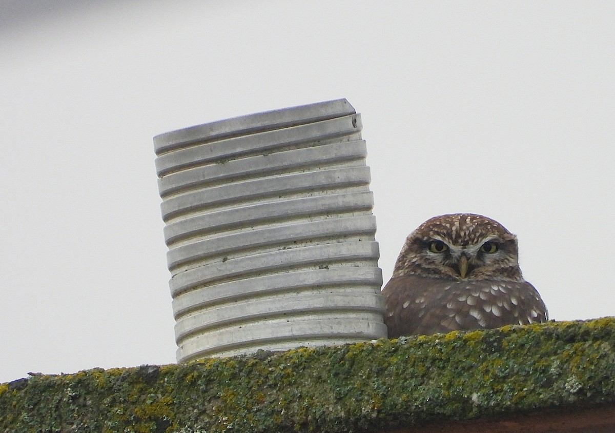 コキンメフクロウ - ML646505330