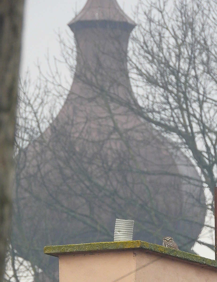 コキンメフクロウ - ML646505331