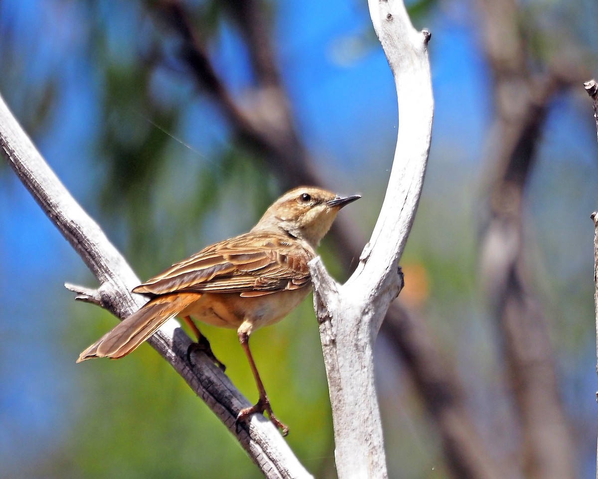 コシアカヒバリモドキ - ML646505332