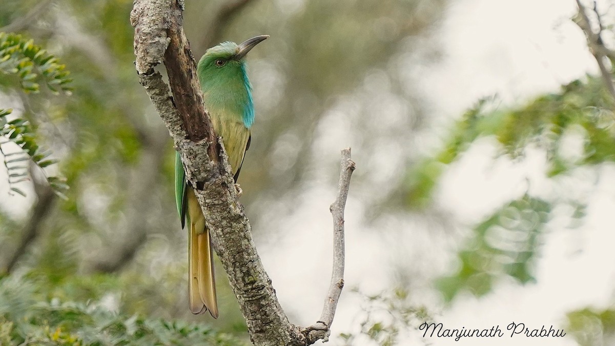 Blue-bearded Bee-eater - ML646505333