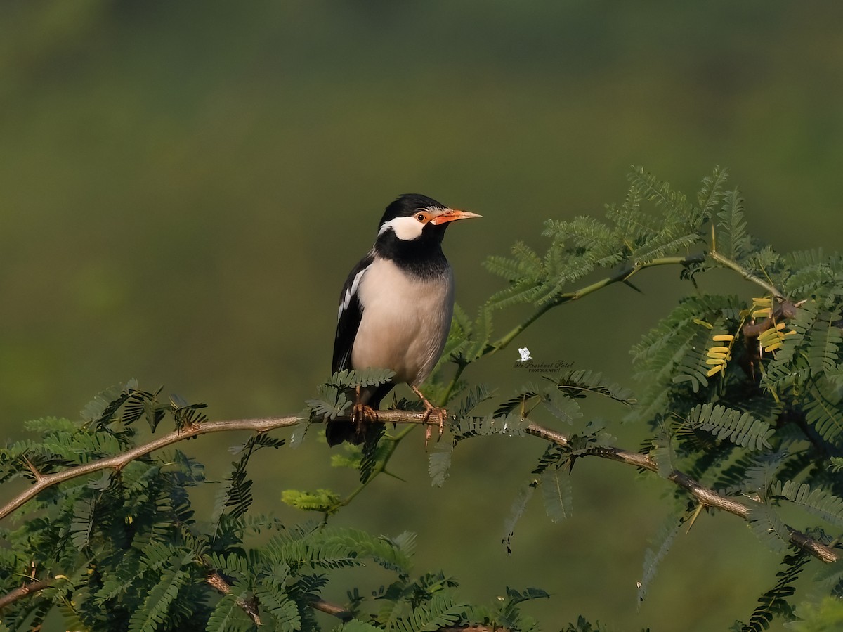 Indian Pied Starling - ML646505335